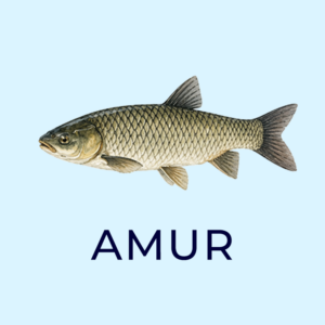 amur 2