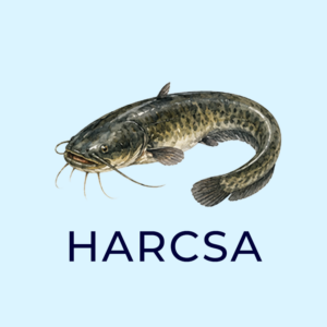 harcsa 2