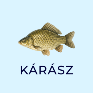 karasz 2
