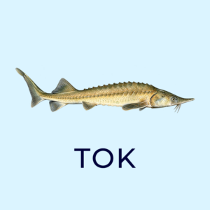 tok